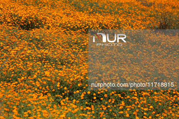 Marigold flowers bloom in a field on the outskirts of Kathmandu, Nepal, on October 29, 2024, with the onset of the festival of Tihar/Diwali....