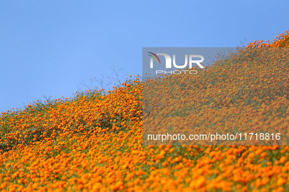 Marigold flowers bloom in a field on the outskirts of Kathmandu, Nepal, on October 29, 2024, with the onset of the festival of Tihar/Diwali....