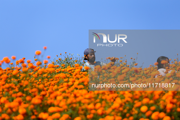 Nepali florists pluck marigold flowers from a field on the outskirts of Kathmandu, Nepal, on October 29, 2024, with the onset of the festiva...