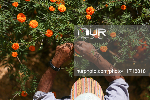 A Nepali florist plucks marigold flowers from a field on the outskirts of Kathmandu, Nepal, on October 29, 2024, with the onset of the festi...