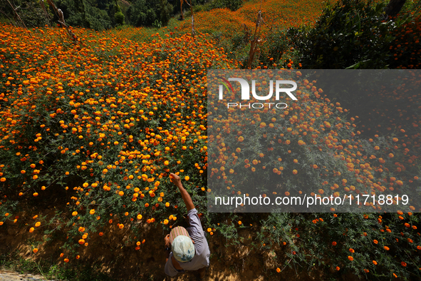 A Nepali florist plucks marigold flowers from a field on the outskirts of Kathmandu, Nepal, on October 29, 2024, with the onset of the festi...