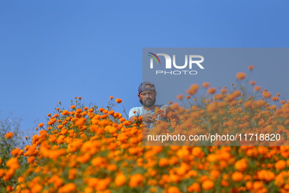 A Nepali florist plucks marigold flowers from a field on the outskirts of Kathmandu, Nepal, on October 29, 2024, with the onset of the festi...