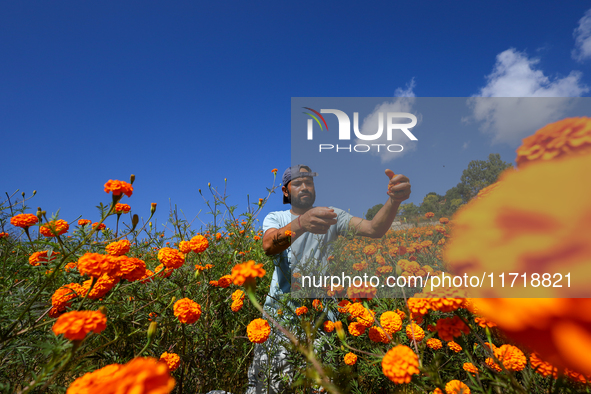 A Nepali florist plucks marigold flowers from a field on the outskirts of Kathmandu, Nepal, on October 29, 2024, with the onset of the festi...