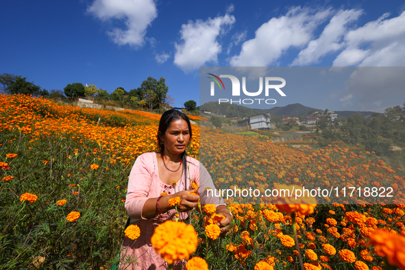 A Nepali florist plucks marigold flowers from a field on the outskirts of Kathmandu, Nepal, on October 29, 2024, with the onset of the festi...