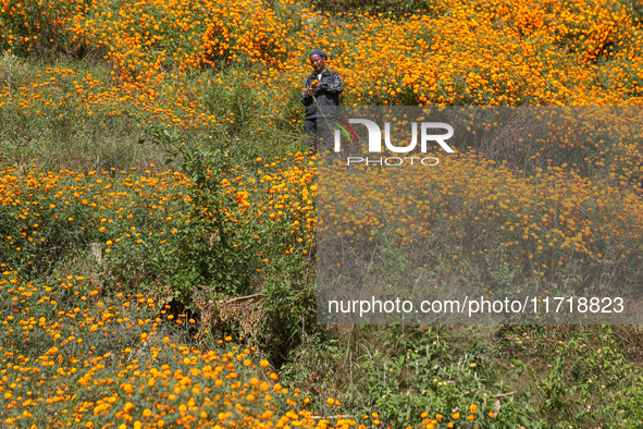 A Nepali florist plucks marigold flowers from a field on the outskirts of Kathmandu, Nepal, on October 29, 2024, with the onset of the festi...