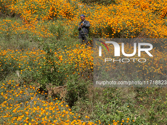 A Nepali florist plucks marigold flowers from a field on the outskirts of Kathmandu, Nepal, on October 29, 2024, with the onset of the festi...