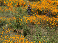 A Nepali florist plucks marigold flowers from a field on the outskirts of Kathmandu, Nepal, on October 29, 2024, with the onset of the festi...