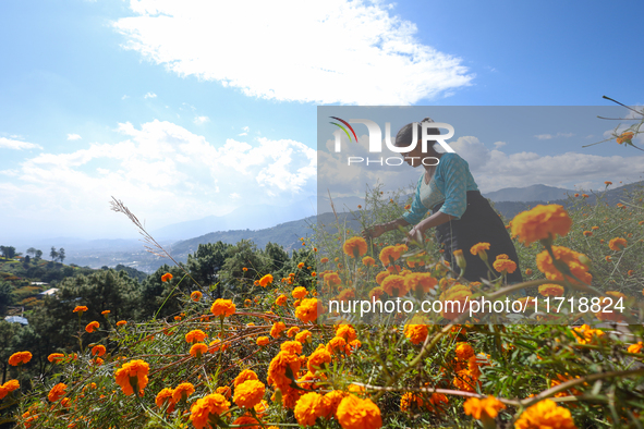 A Nepali florist plucks marigold flowers from a field on the outskirts of Kathmandu, Nepal, on October 29, 2024, with the onset of the festi...