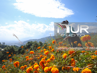 A Nepali florist plucks marigold flowers from a field on the outskirts of Kathmandu, Nepal, on October 29, 2024, with the onset of the festi...