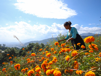 A Nepali florist plucks marigold flowers from a field on the outskirts of Kathmandu, Nepal, on October 29, 2024, with the onset of the festi...