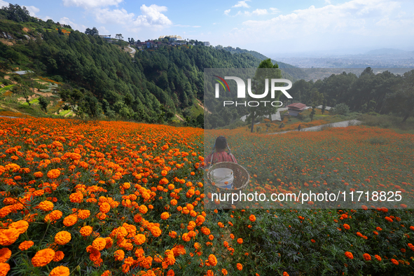 A Nepali florist plucks marigold flowers from a field on the outskirts of Kathmandu, Nepal, on October 29, 2024, with the onset of the festi...