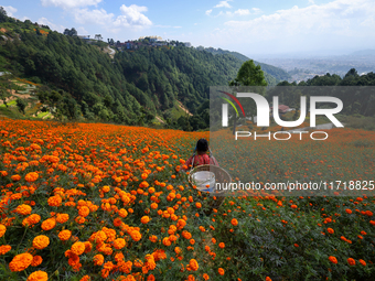 A Nepali florist plucks marigold flowers from a field on the outskirts of Kathmandu, Nepal, on October 29, 2024, with the onset of the festi...