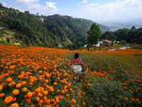 A Nepali florist plucks marigold flowers from a field on the outskirts of Kathmandu, Nepal, on October 29, 2024, with the onset of the festi...