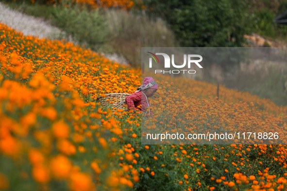 A Nepali florist plucks marigold flowers from a field on the outskirts of Kathmandu, Nepal, on October 29, 2024, with the onset of the festi...