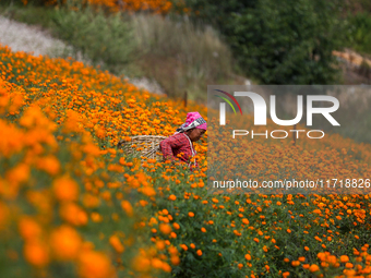 A Nepali florist plucks marigold flowers from a field on the outskirts of Kathmandu, Nepal, on October 29, 2024, with the onset of the festi...