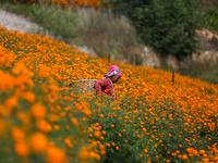 A Nepali florist plucks marigold flowers from a field on the outskirts of Kathmandu, Nepal, on October 29, 2024, with the onset of the festi...