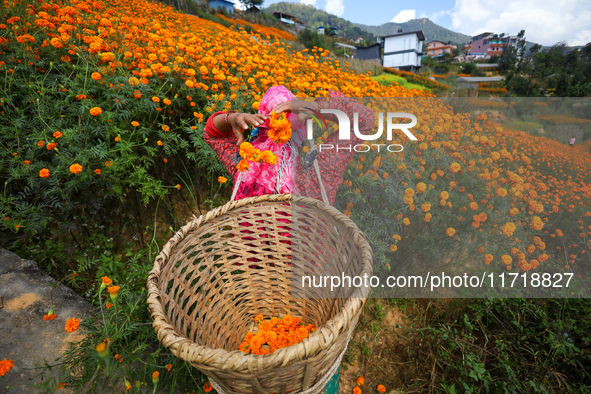 A Nepali florist plucks marigold flowers from a field on the outskirts of Kathmandu, Nepal, on October 29, 2024, with the onset of the festi...