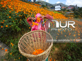 A Nepali florist plucks marigold flowers from a field on the outskirts of Kathmandu, Nepal, on October 29, 2024, with the onset of the festi...