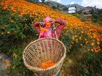 A Nepali florist plucks marigold flowers from a field on the outskirts of Kathmandu, Nepal, on October 29, 2024, with the onset of the festi...