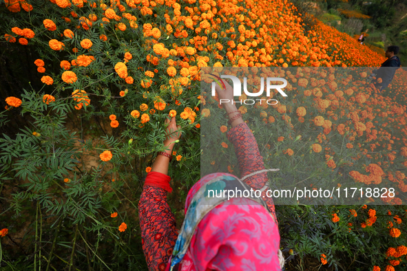 A Nepali florist plucks marigold flowers from a field on the outskirts of Kathmandu, Nepal, on October 29, 2024, with the onset of the festi...