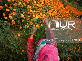 A Nepali florist plucks marigold flowers from a field on the outskirts of Kathmandu, Nepal, on October 29, 2024, with the onset of the festi...