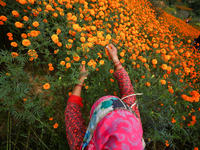 A Nepali florist plucks marigold flowers from a field on the outskirts of Kathmandu, Nepal, on October 29, 2024, with the onset of the festi...