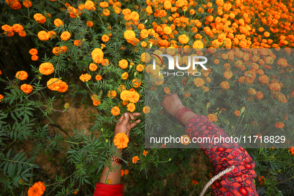 A Nepali florist plucks marigold flowers from a field on the outskirts of Kathmandu, Nepal, on October 29, 2024, with the onset of the festi...