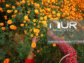 A Nepali florist plucks marigold flowers from a field on the outskirts of Kathmandu, Nepal, on October 29, 2024, with the onset of the festi...