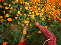 A Nepali florist plucks marigold flowers from a field on the outskirts of Kathmandu, Nepal, on October 29, 2024, with the onset of the festi...