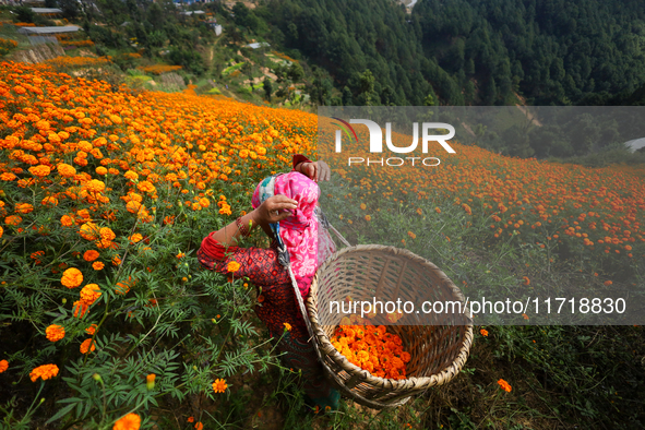 A Nepali florist plucks marigold flowers from a field on the outskirts of Kathmandu, Nepal, on October 29, 2024, with the onset of the festi...