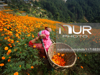 A Nepali florist plucks marigold flowers from a field on the outskirts of Kathmandu, Nepal, on October 29, 2024, with the onset of the festi...