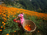 A Nepali florist plucks marigold flowers from a field on the outskirts of Kathmandu, Nepal, on October 29, 2024, with the onset of the festi...