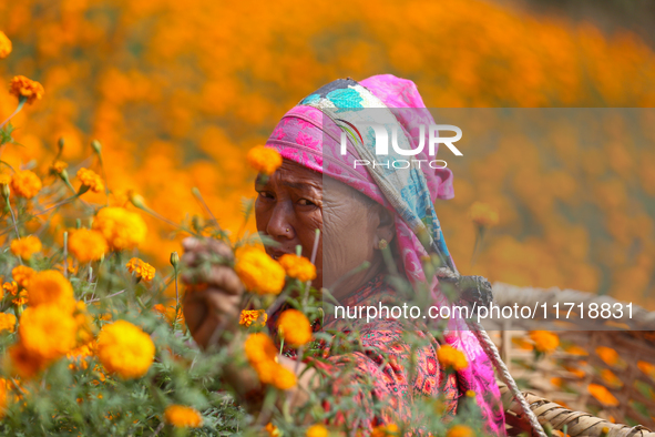 A Nepali florist plucks marigold flowers from a field on the outskirts of Kathmandu, Nepal, on October 29, 2024, with the onset of the festi...