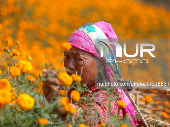 A Nepali florist plucks marigold flowers from a field on the outskirts of Kathmandu, Nepal, on October 29, 2024, with the onset of the festi...