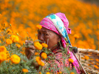 A Nepali florist plucks marigold flowers from a field on the outskirts of Kathmandu, Nepal, on October 29, 2024, with the onset of the festi...