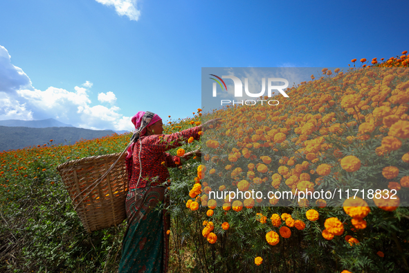 A Nepali florist plucks marigold flowers from a field on the outskirts of Kathmandu, Nepal, on October 29, 2024, with the onset of the festi...