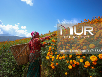 A Nepali florist plucks marigold flowers from a field on the outskirts of Kathmandu, Nepal, on October 29, 2024, with the onset of the festi...