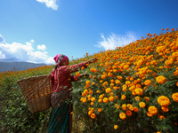 A Nepali florist plucks marigold flowers from a field on the outskirts of Kathmandu, Nepal, on October 29, 2024, with the onset of the festi...