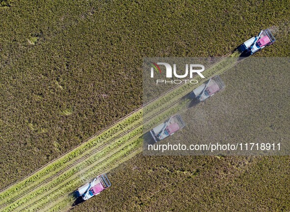 Workers operate machines to harvest rice at Baima Lake farm in Huai'an, China, on October 29, 2024. 