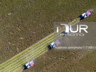 Workers operate machines to harvest rice at Baima Lake farm in Huai'an, China, on October 29, 2024. (