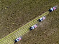 Workers operate machines to harvest rice at Baima Lake farm in Huai'an, China, on October 29, 2024. (