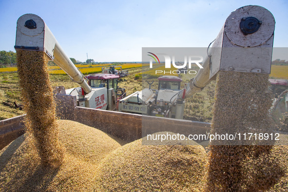 Workers operate machines to harvest rice at Baima Lake farm in Huai'an, China, on October 29, 2024. 