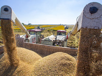 Workers operate machines to harvest rice at Baima Lake farm in Huai'an, China, on October 29, 2024. (