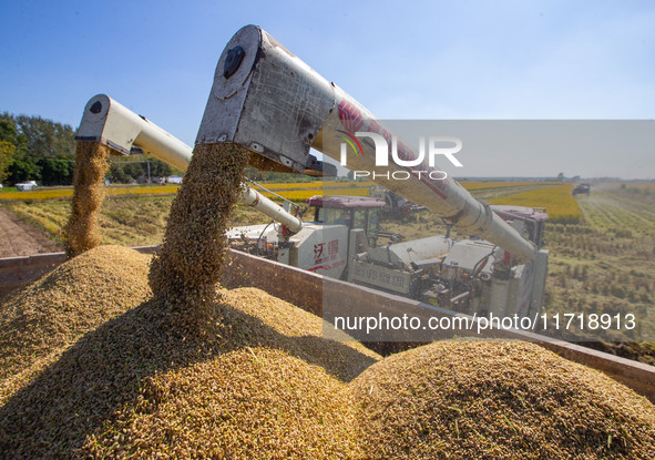 Workers operate machines to harvest rice at Baima Lake farm in Huai'an, China, on October 29, 2024. 