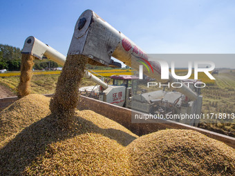 Workers operate machines to harvest rice at Baima Lake farm in Huai'an, China, on October 29, 2024. (