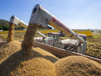 Workers operate machines to harvest rice at Baima Lake farm in Huai'an, China, on October 29, 2024. (