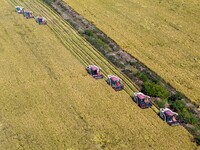 Workers operate machines to harvest rice at Baima Lake farm in Huai'an, China, on October 29, 2024. (