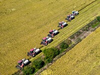 Workers operate machines to harvest rice at Baima Lake farm in Huai'an, China, on October 29, 2024. (