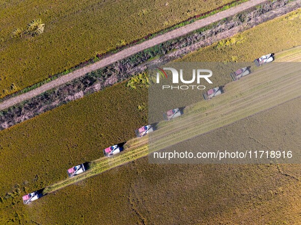 Workers operate machines to harvest rice at Baima Lake farm in Huai'an, China, on October 29, 2024. 