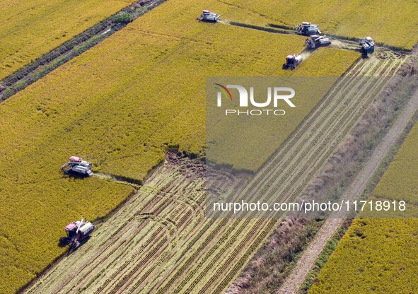 Workers operate machines to harvest rice at Baima Lake farm in Huai'an, China, on October 29, 2024. 